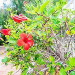 Διαμέρισμα Sunny - Duplex 2beds 2 Baths Costa Teguise